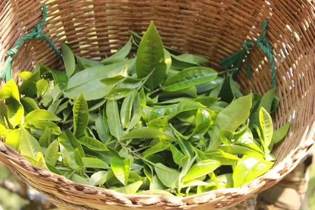 普洱茶3大核心產(chǎn)區(qū)，請(qǐng)好好收藏！