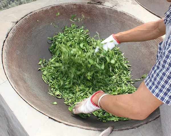 “殺青”是如何影響普洱茶品質(zhì)的？