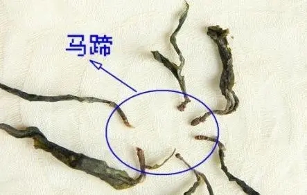 馬蹄竟然還能喝？普洱茶里的馬蹄你有了解過(guò)嗎？