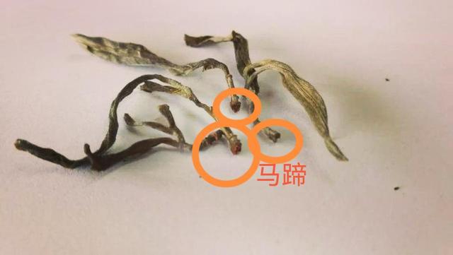 “馬蹄梗”多少跟季節(jié)有關(guān)系？