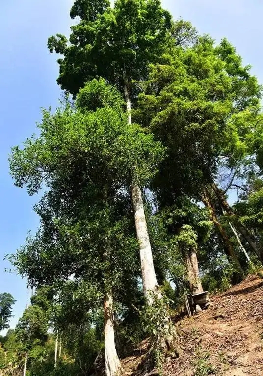 普洱茶概念中的“國有林”、“高桿古樹”是怎么樣的存在？