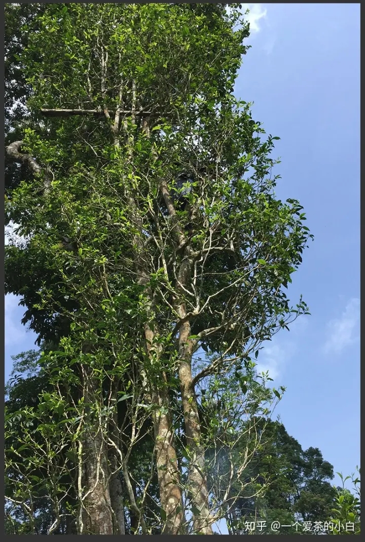 高桿古樹做成的普洱茶，憑什么紅遍大江南北？