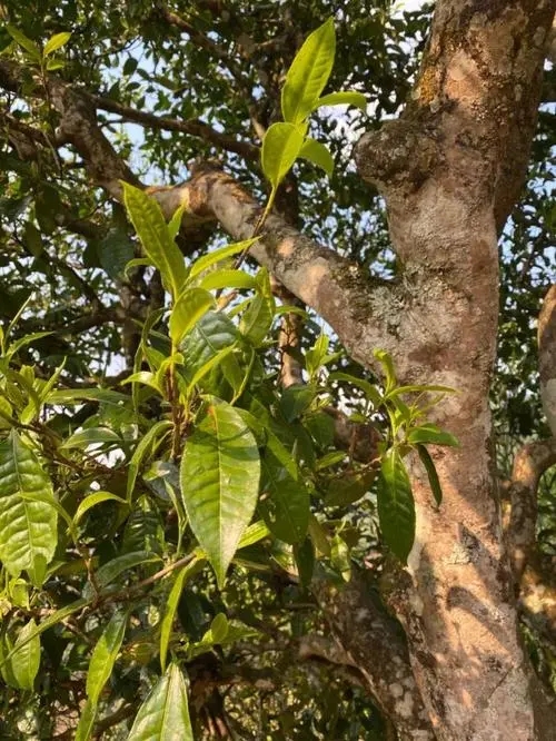 易武高桿 普洱長頸？