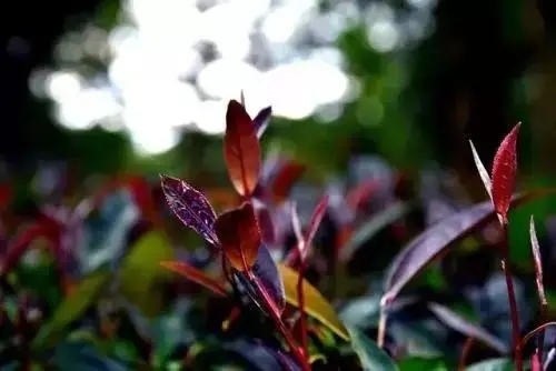 普洱異類：紫芽和紫鵑的區(qū)別與聯系