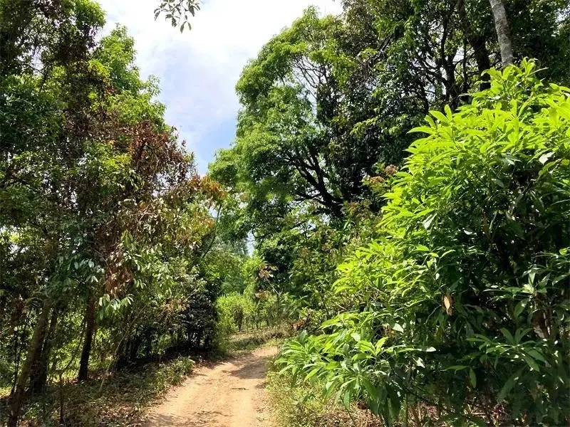 茶山紀實：犀牛塘，最近能火是有原因的