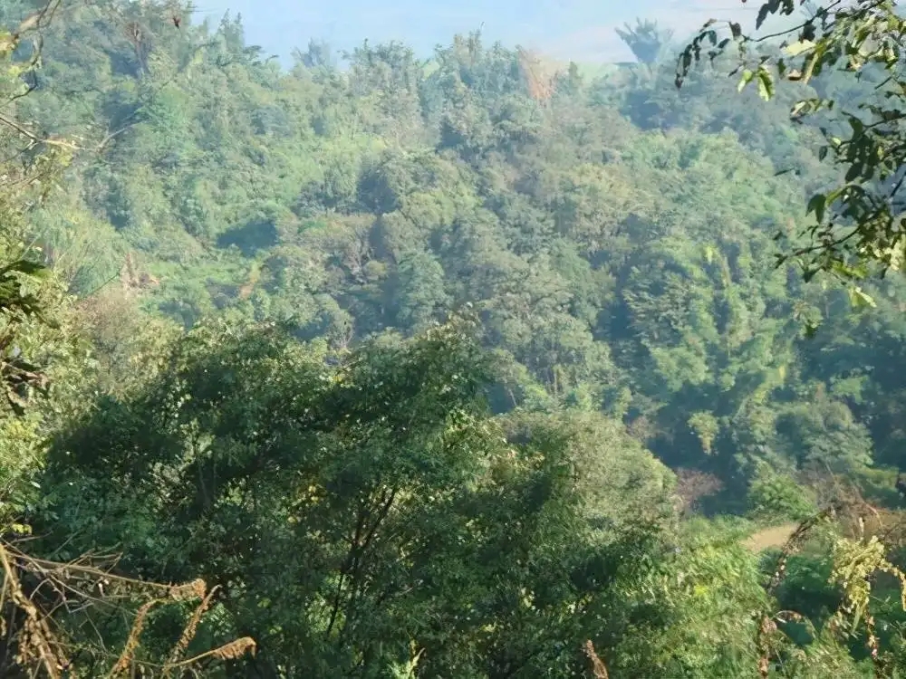 茶山紀實：再進犀牛塘，不一樣的感覺；菁瑤可以預見的豐收年