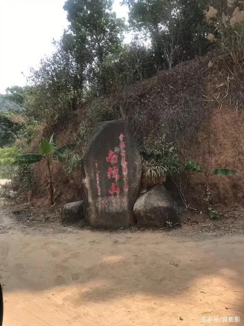 古茶第一村”，你見(jiàn)過(guò)這樣的茶樹(shù)嗎？