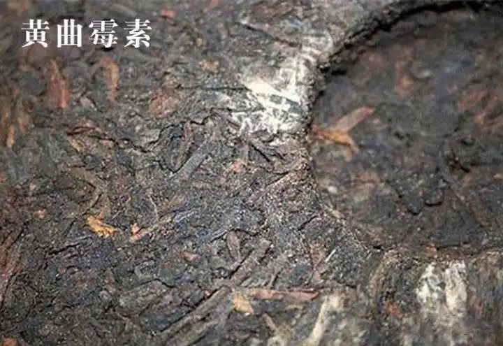 普洱茶有黃曲霉毒素，喝了會致癌？不黑不吹，咱用事實說話