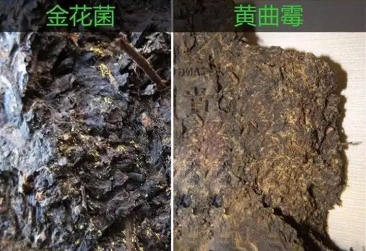 從普洱茶致癌論說(shuō)開(kāi)，再談普洱茶與黃曲霉毒素的關(guān)系。