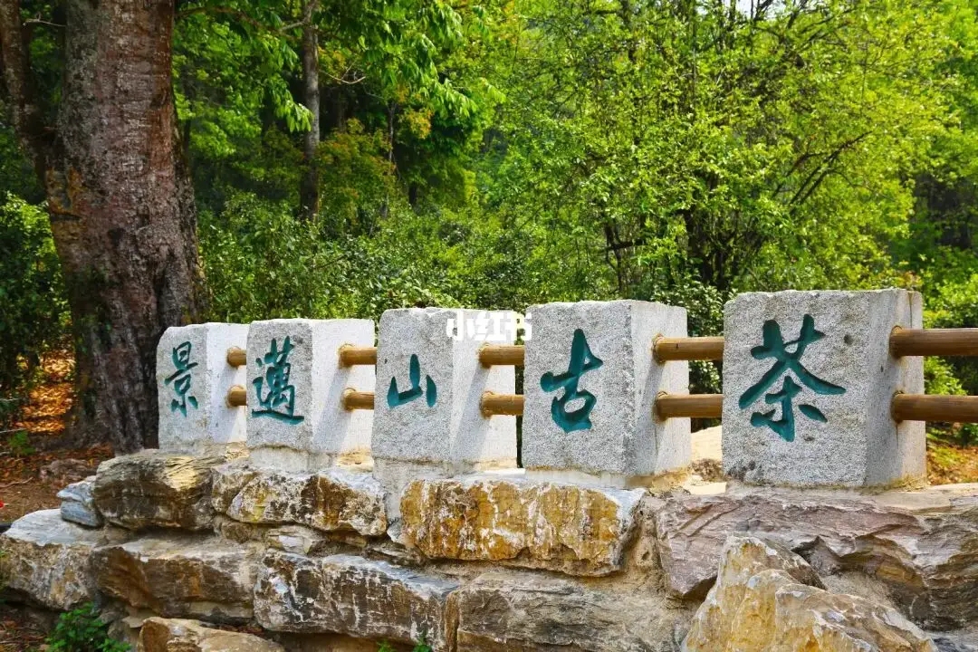 普洱茶的年份：新茶、老茶、中期茶、印級(jí)茶、古董茶