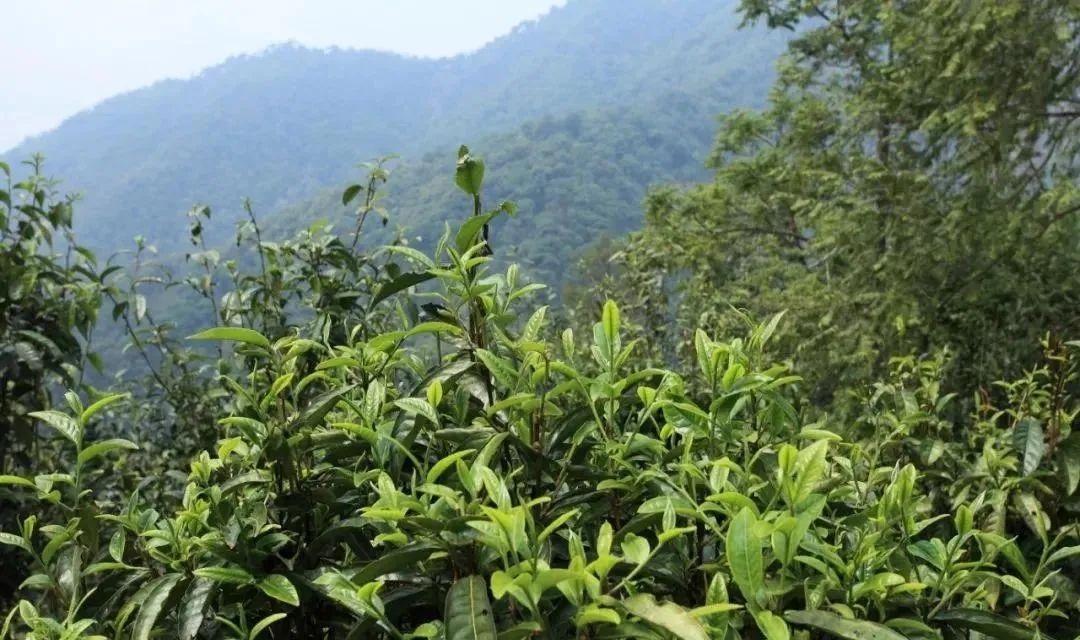 古樹茶的價值和意義在哪里？