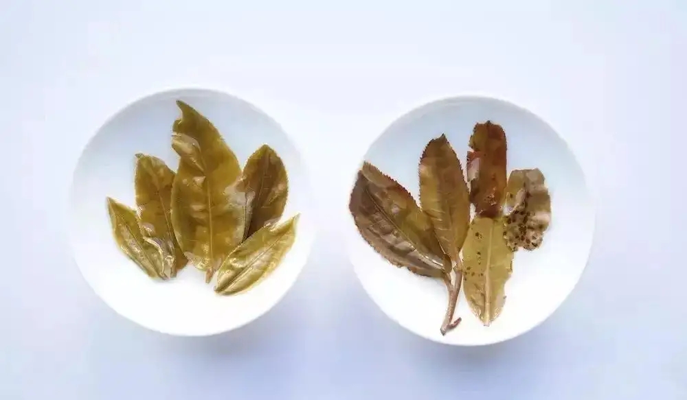 普洱茶的九種山寨版本，喜歡普洱茶的一定要看