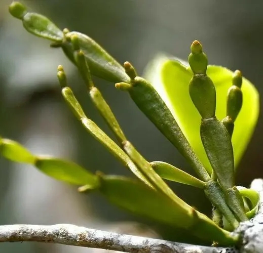 “螃蟹腳”是什么？