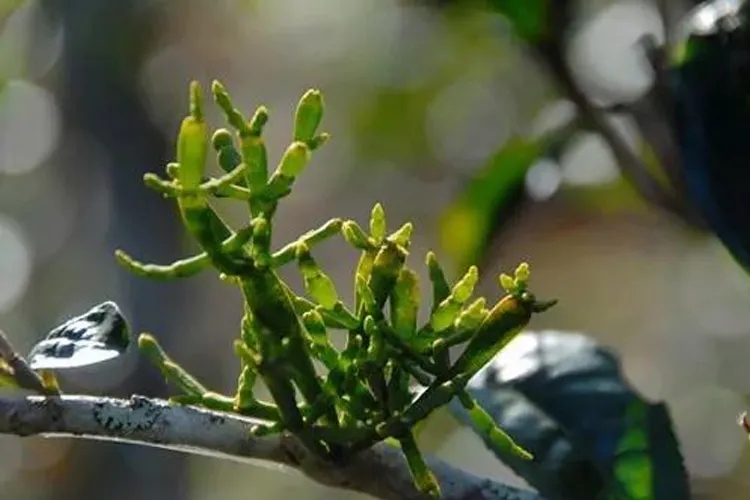 什么是螃蟹腳？茶界的螃蟹腳可能和你想的不一樣！