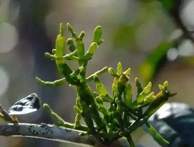 一節(jié)螃蟹腳，勝過冬蟲和夏草