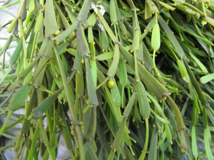 普洱茶中的“螃蟹腳”，到底是什么？如何辨別？