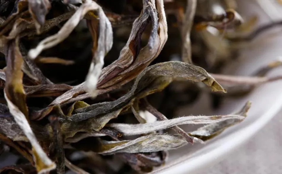 普洱茶樹生長的海拔越高，品質(zhì)就越好嗎？