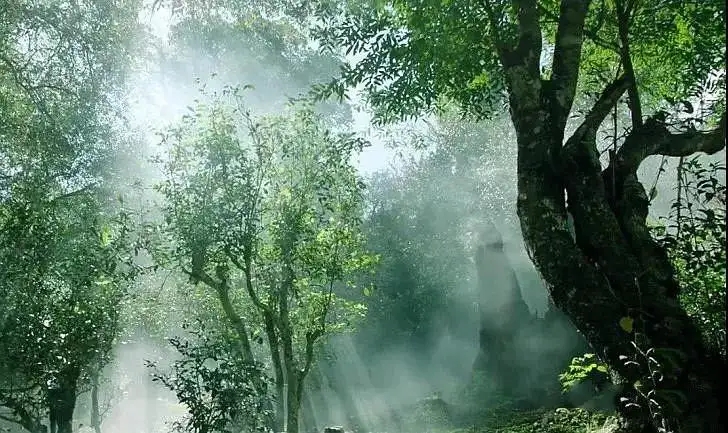 獨(dú)有神韻的瀾滄景邁古樹(shù)茶！