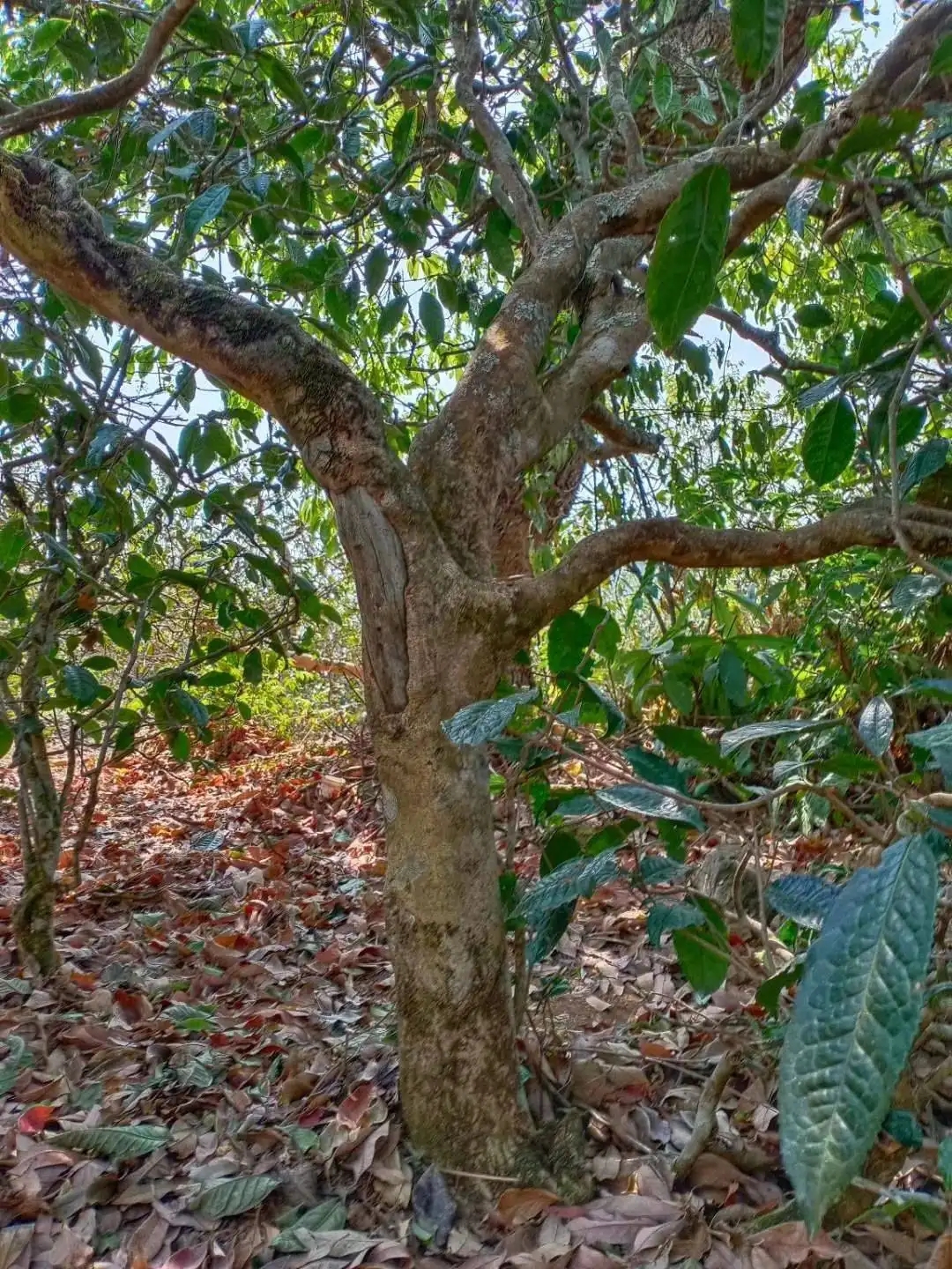 一山一韻，普洱茶的山韻