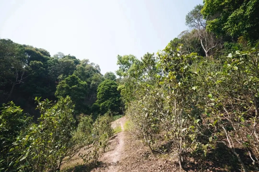 易武荒韻， 秘境白茶園