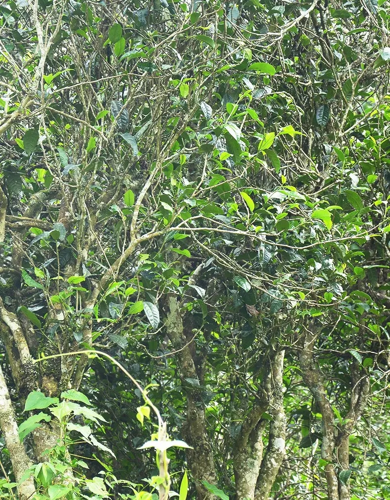 香竹箐：千年的觸摸，穿越時(shí)空的證明