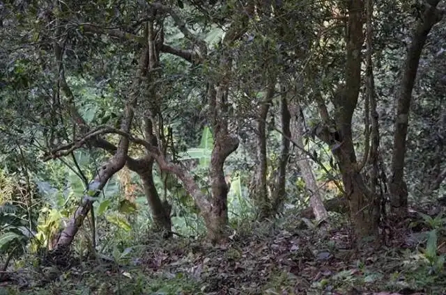 一山一味，山頭茶存在的意義究竟是什么？