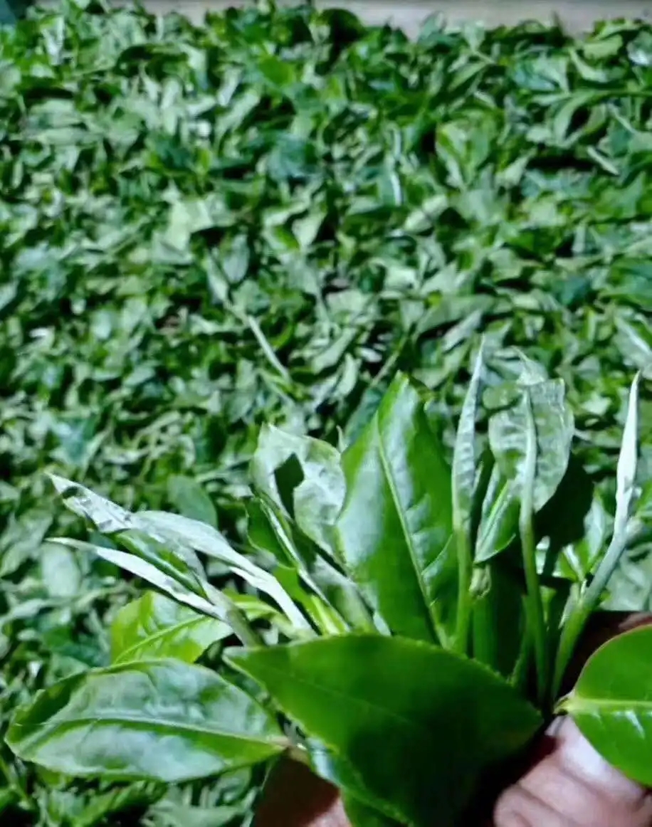 【答疑解惑】關于勐庫大葉種，你了解多少？