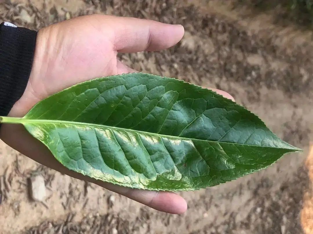 【茶百科】勐庫大葉種的適制性。