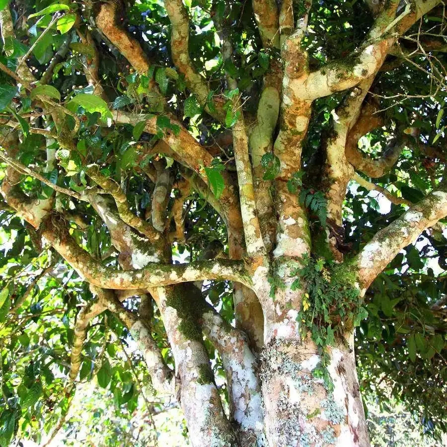 來自易武秘境的至味臻品！氣韻強勁，余韻深邃，一口喚醒你的味蕾~