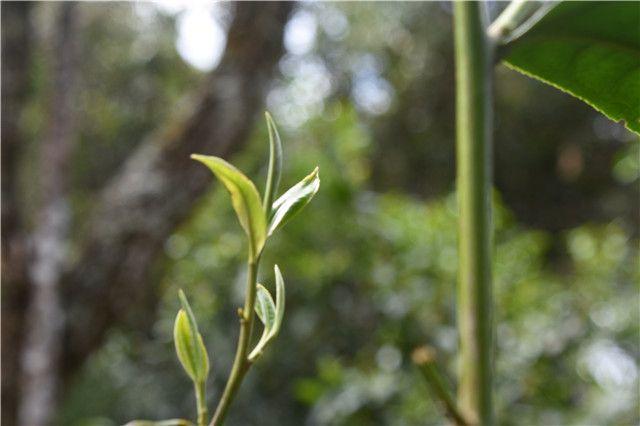 易武古夢(mèng) 今有余味