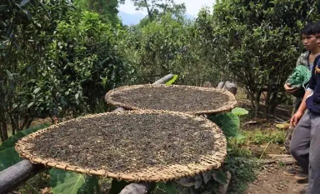 顛覆認(rèn)知！普洱茶的傳統(tǒng)工藝究竟是什么？