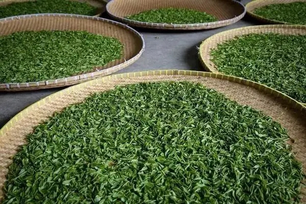 傳統(tǒng)普洱茶殺青工藝原理，專(zhuān)家們是這樣說(shuō)的