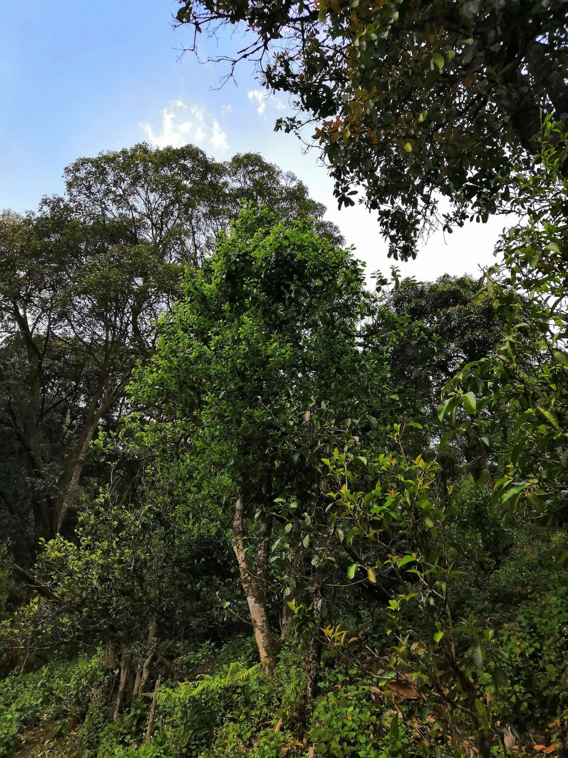 古樹茶的市場，未來該如何發(fā)展？