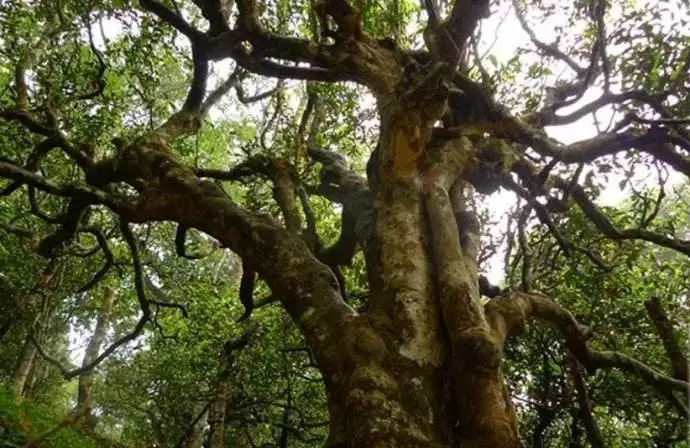 古樹茶小課堂：古樹普洱茶的三大價(jià)值