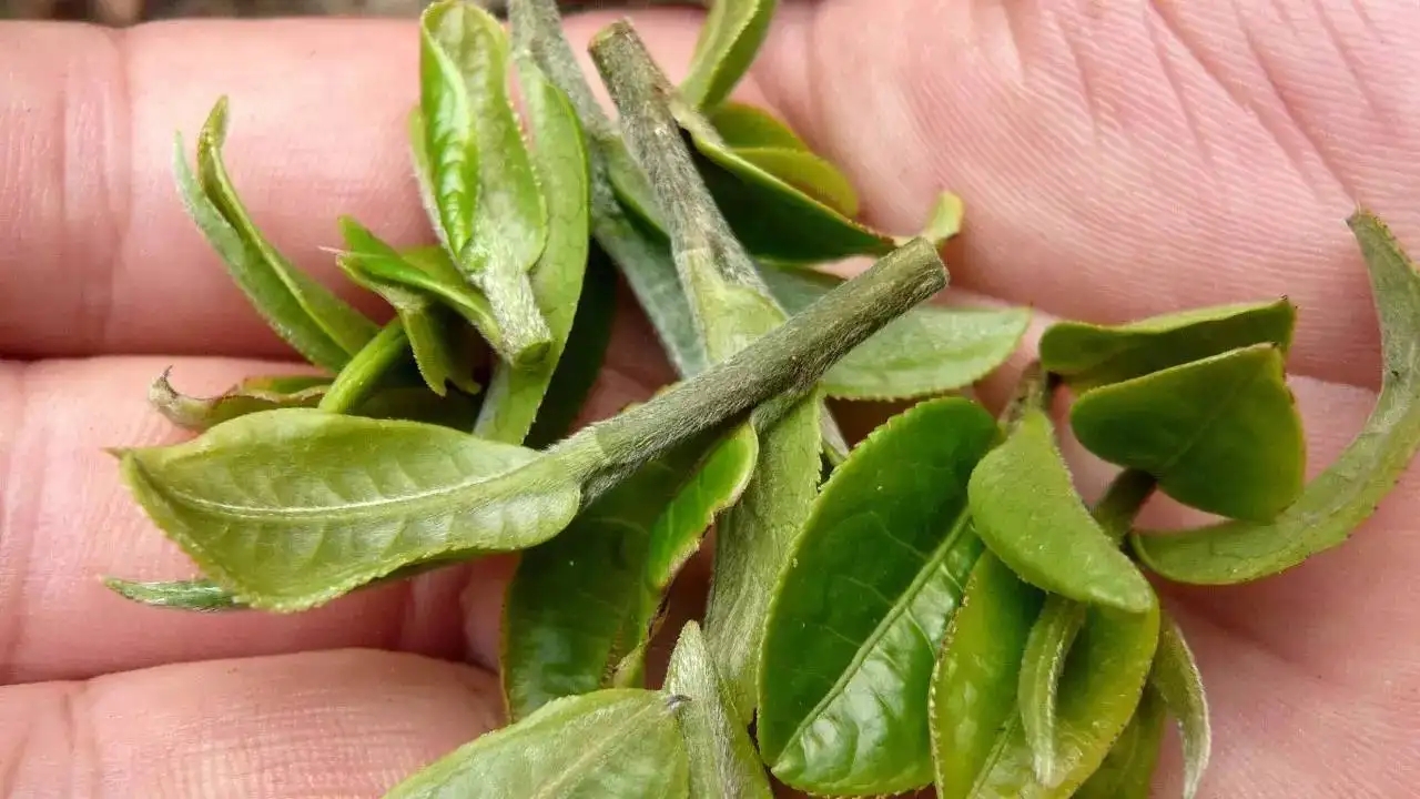 云南大葉種曬青毛茶，是什么茶？