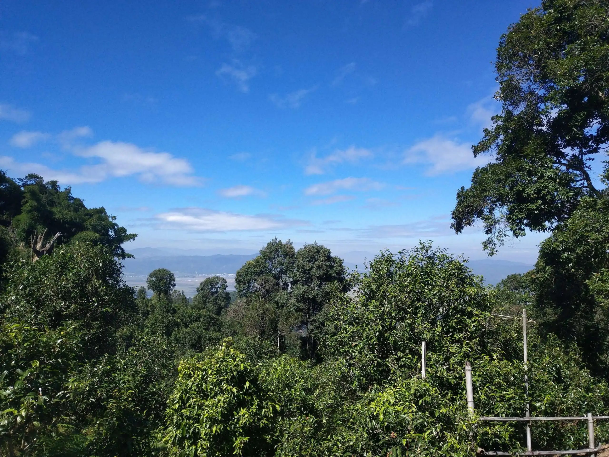 2023年廣別老寨古樹(shù)春茶特點(diǎn)是什么？