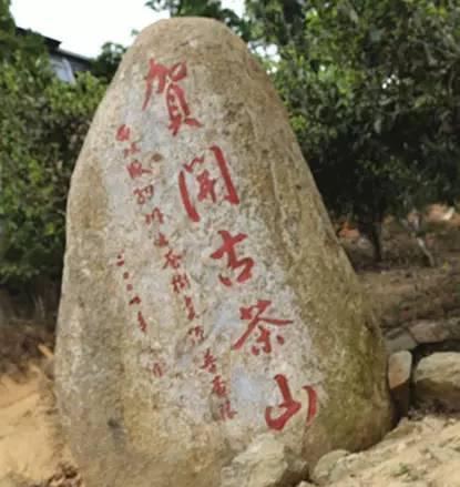 2023年賀開古樹春茶品質(zhì)如何？