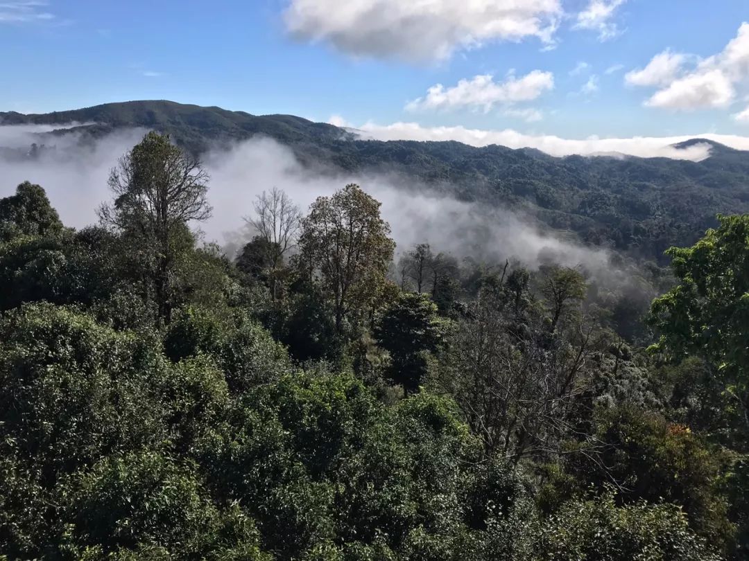 2023年賀開(kāi)古樹(shù)春茶特點(diǎn)是什么？
