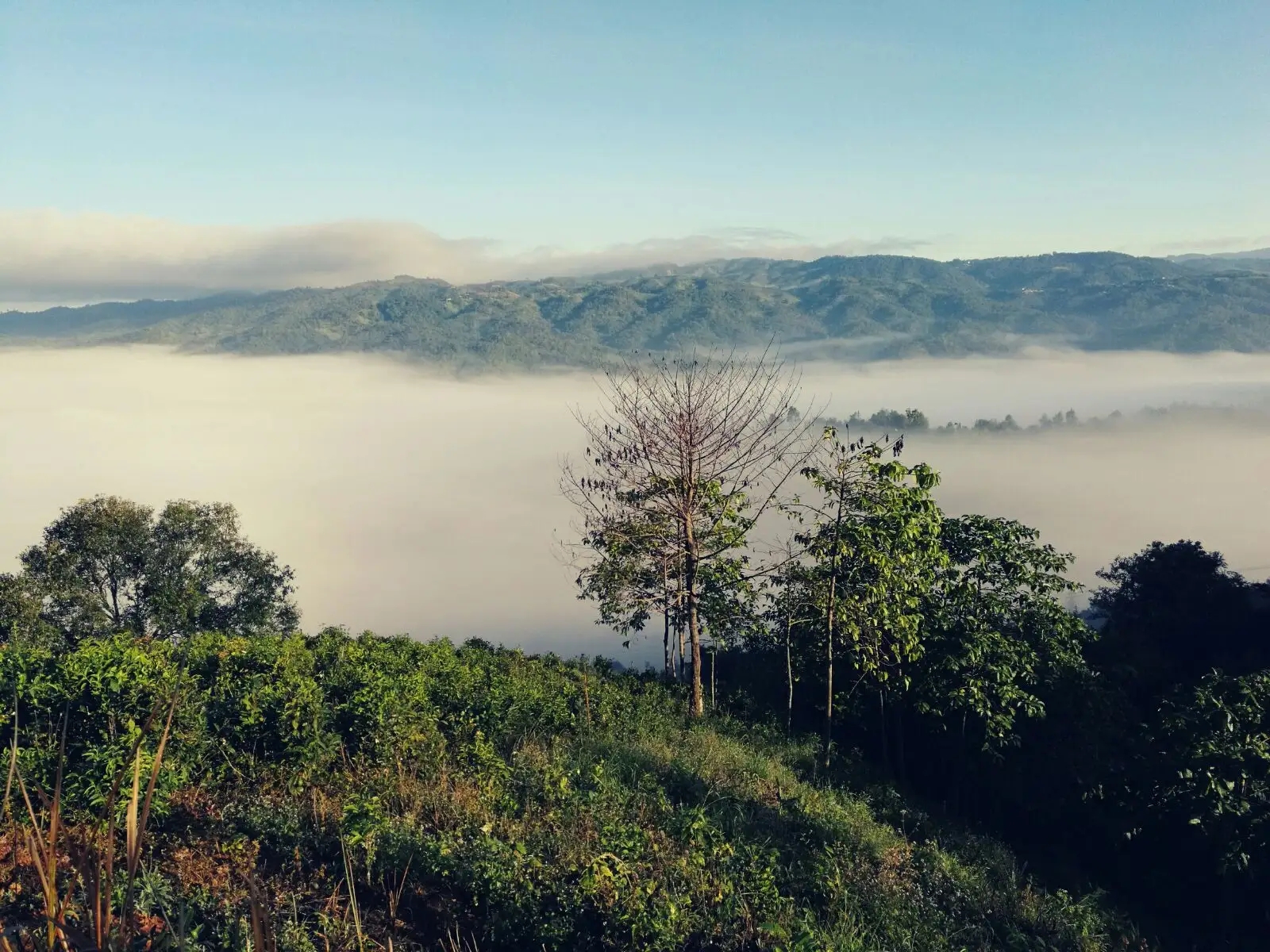 2023年賀開古樹春茶價格是多少？