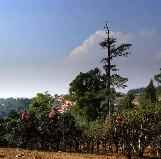 2023年賀開古樹春茶多少錢一公斤？