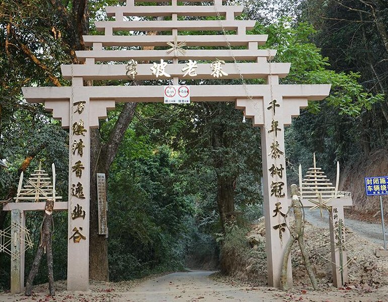 2023年半坡老寨古樹春茶品質(zhì)？