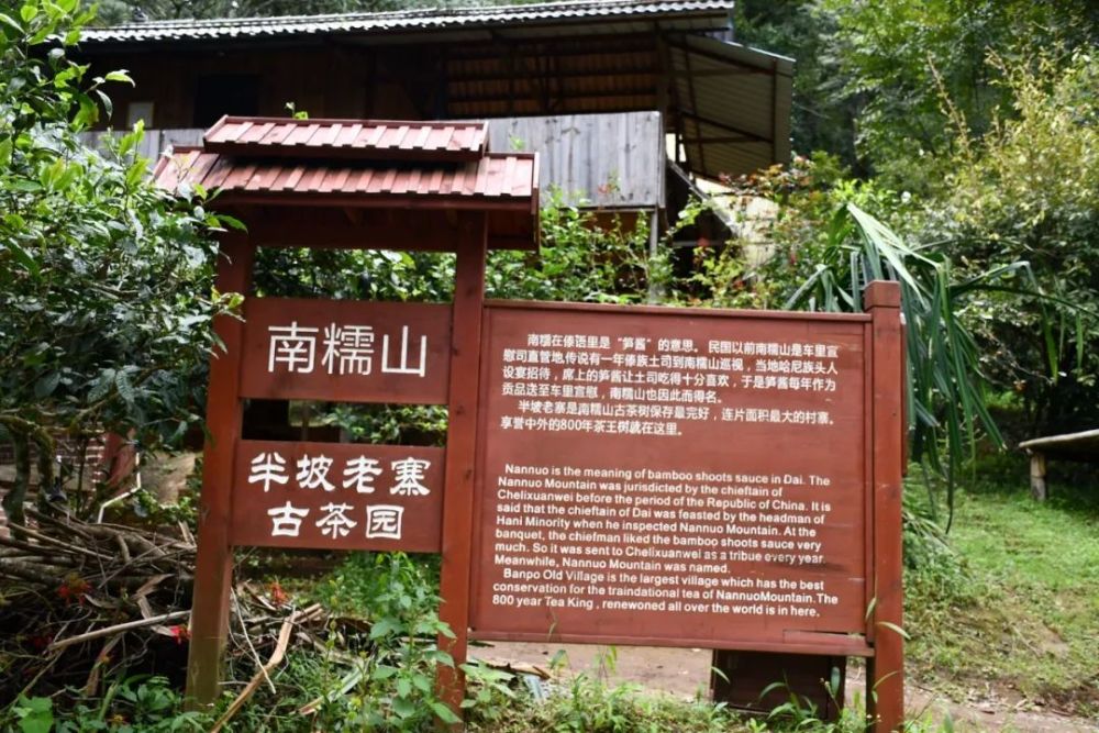 2023年半坡老寨古樹(shù)春茶口感是什么？