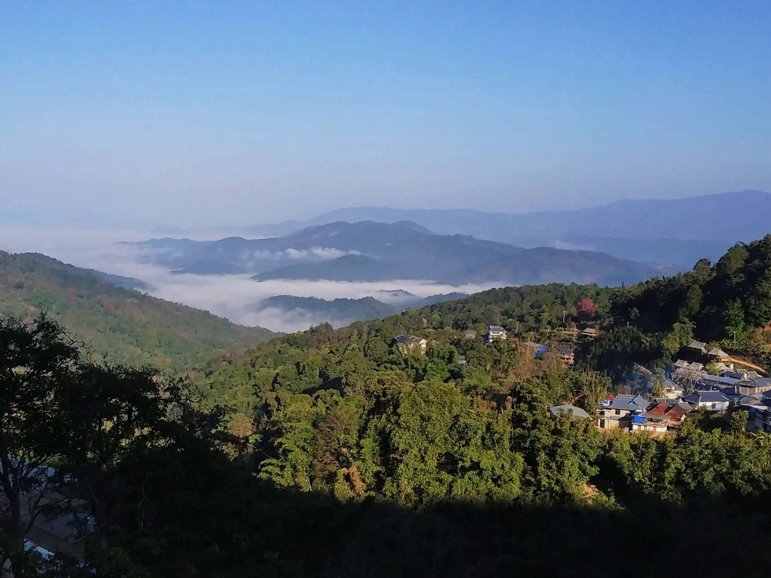 2023年南糯山古樹春茶口感如何？