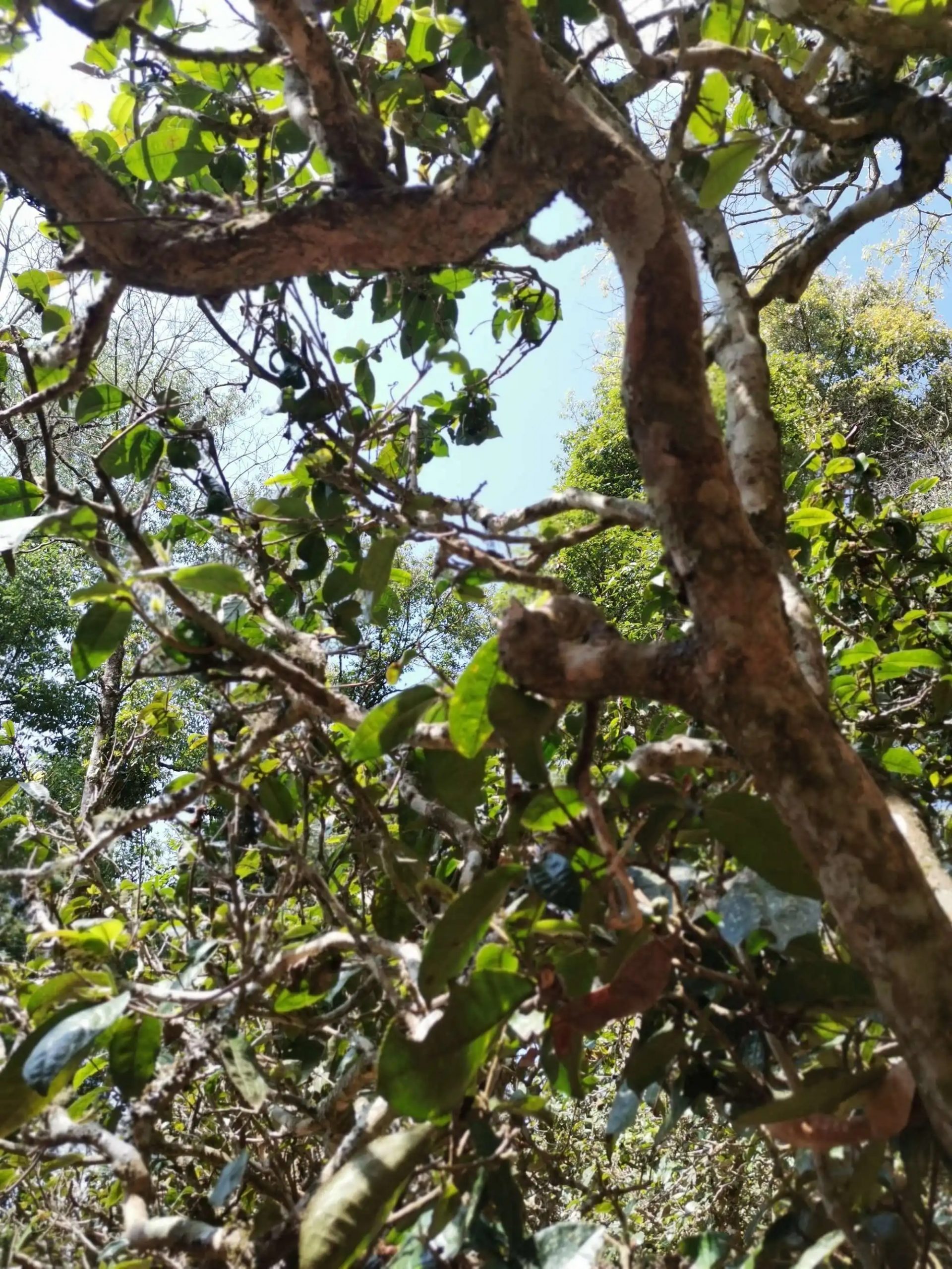 2023年那卡古樹春茶特點是什么？