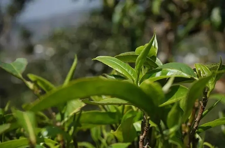 2023年那卡古樹(shù)春茶多少錢(qián)一公斤？