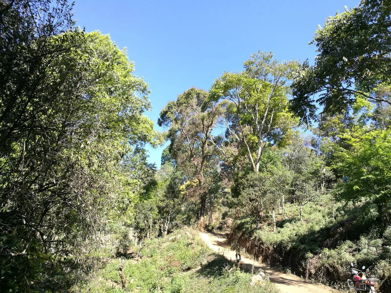 2023年保塘老寨古樹春茶口感是什么？