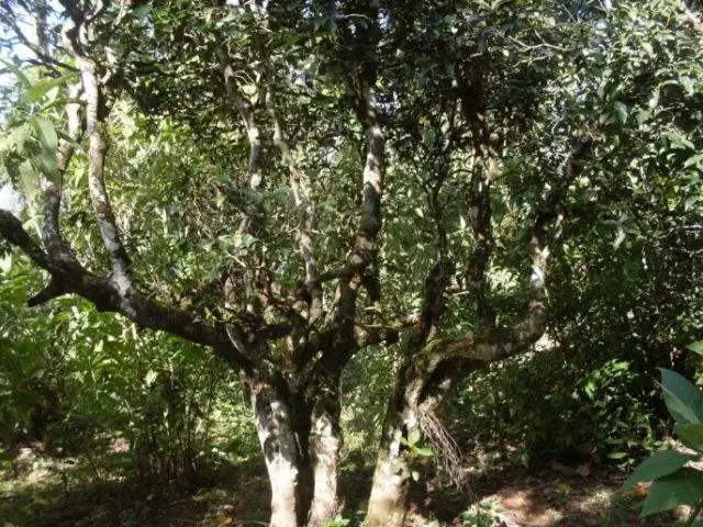 2023年保塘老寨古樹春茶多少錢一公斤？