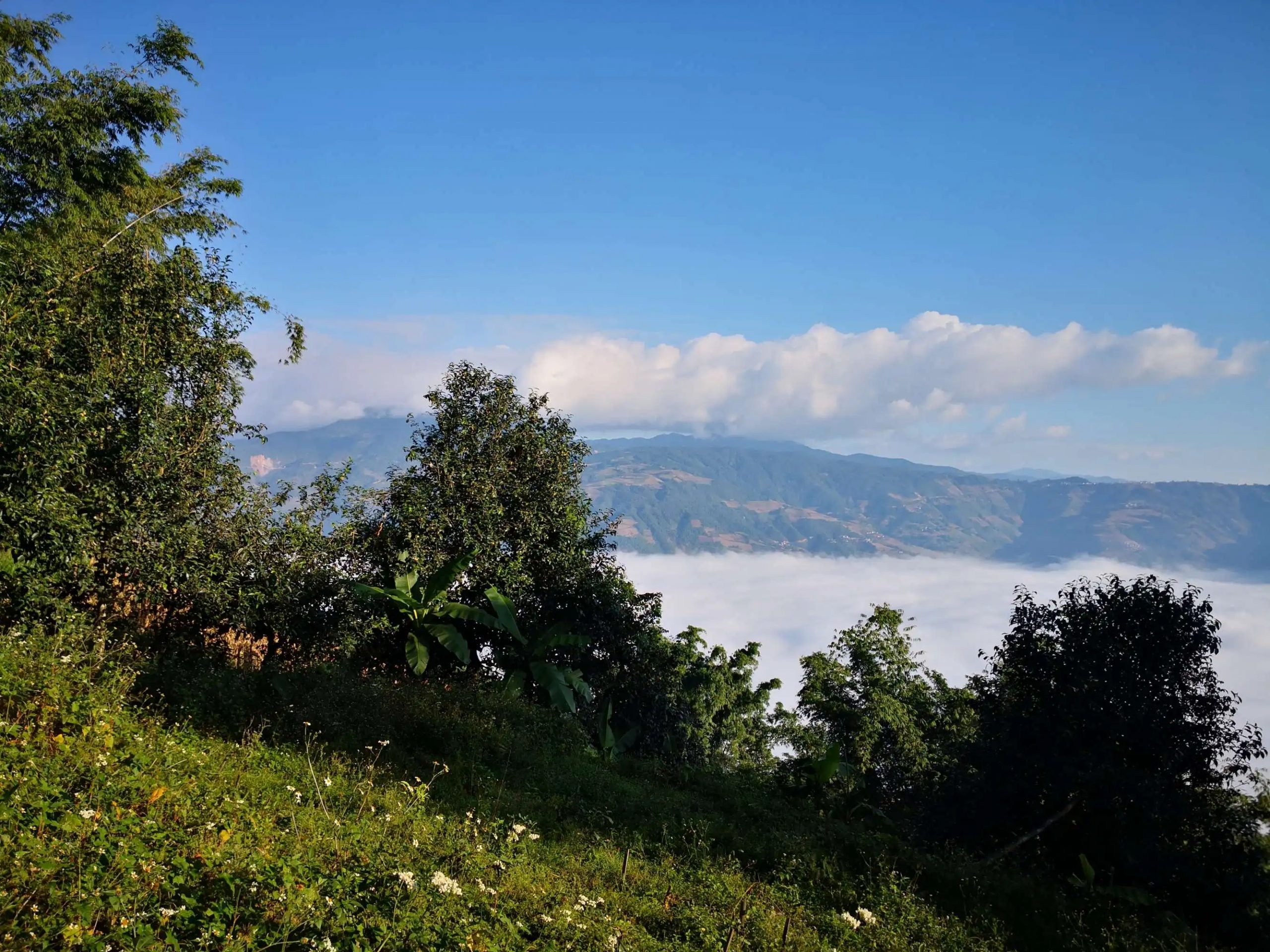 2023年邦崴古樹 春茶品質如何？