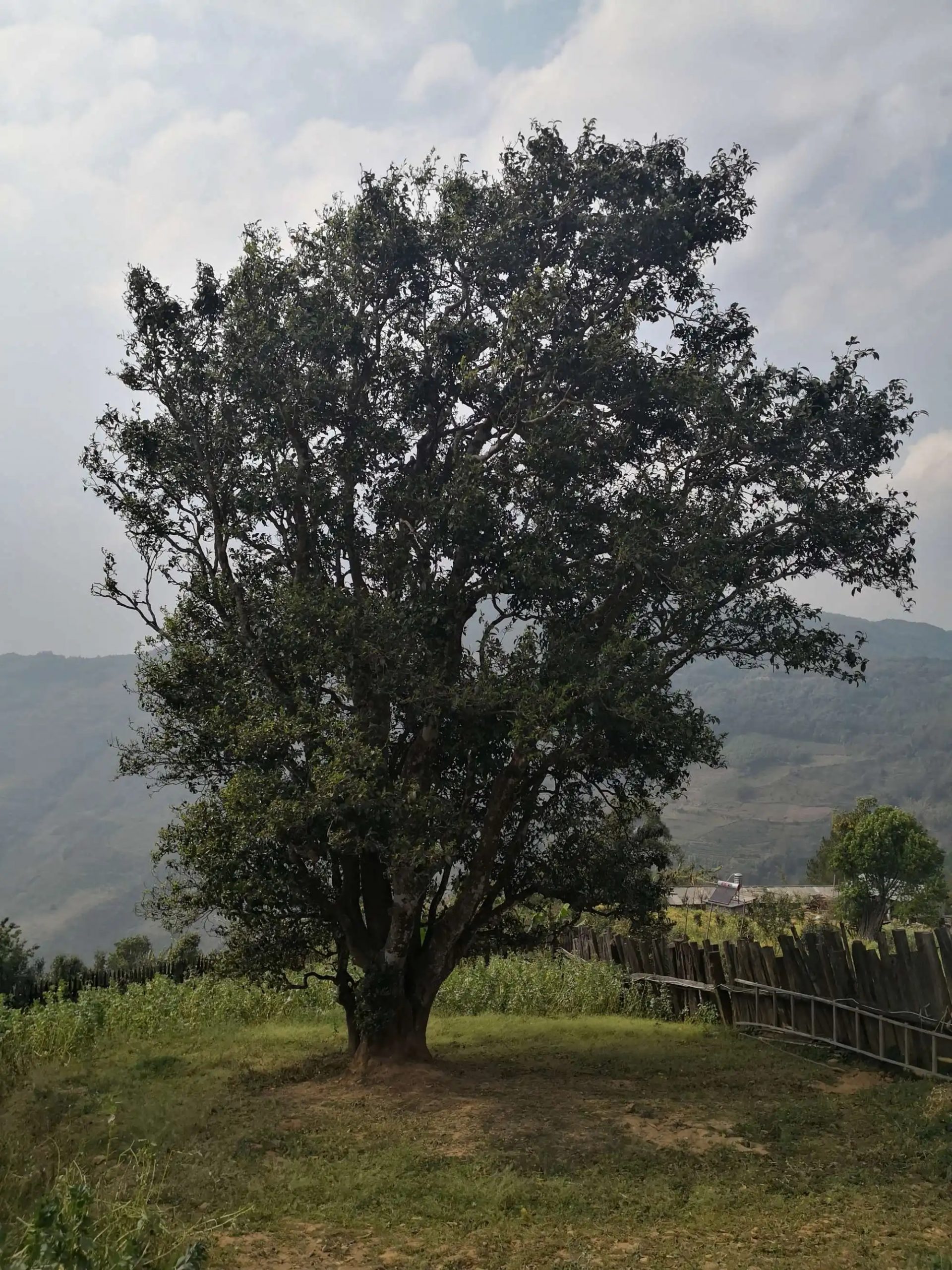 2023年邦崴古樹春茶口感怎么樣？