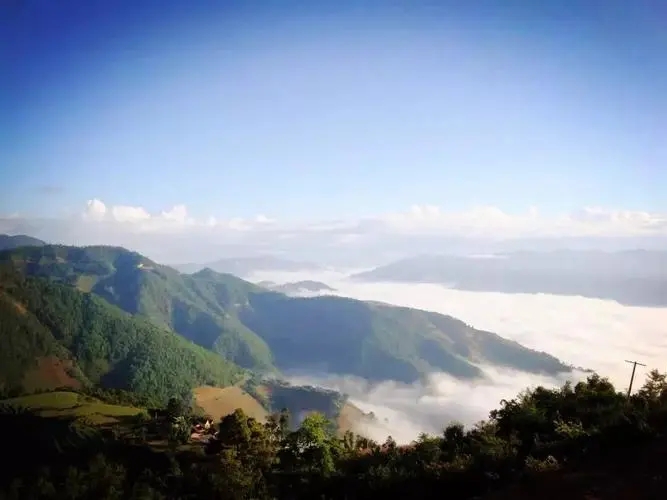 2023邦崴古樹春茶特點(diǎn)是什么？